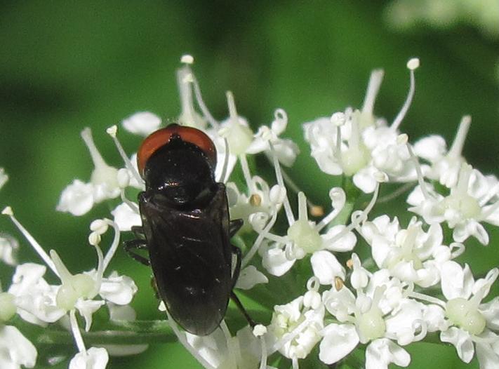 Chrysogaster solstitialis?